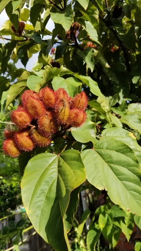 Lipsticktree