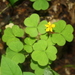 Great Yellow Woodsorrel - Photo (c) J. Kevin England, all rights reserved, uploaded by J. Kevin England