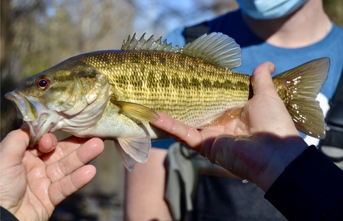 Micropterus henshalli