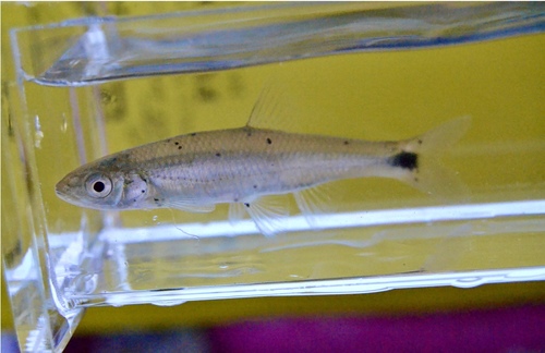 Slender Blacktail Shiner