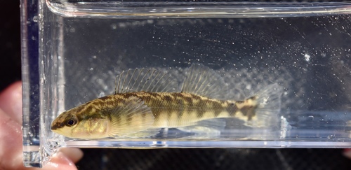 Blackbanded Darter