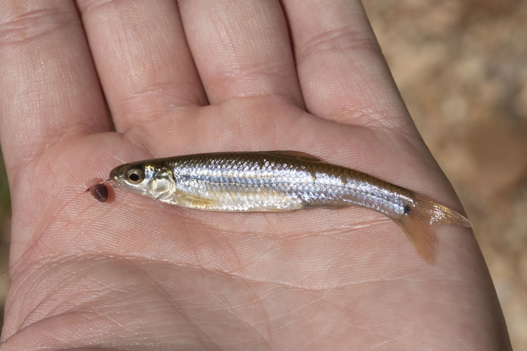 Bluntnose Minnow from Stone County, MO, USA on September 26, 2019 at 02