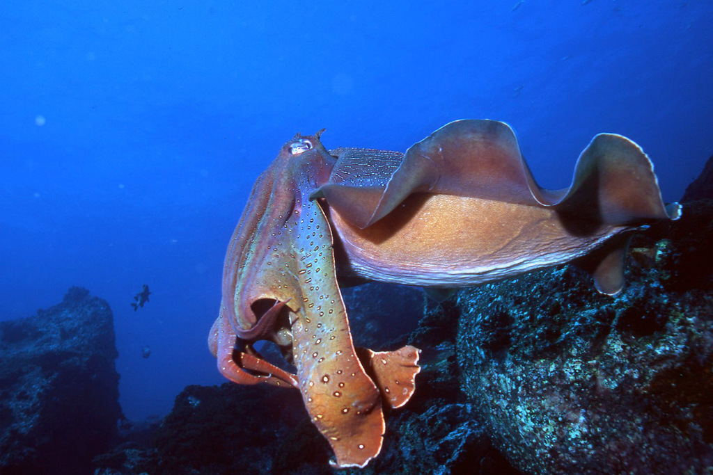 Giant cuttlefish