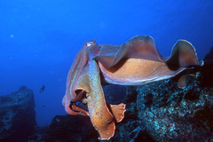Giant cuttlefish