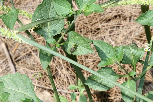 photo of Augochlorine Sweat Bees (Augochlorini)