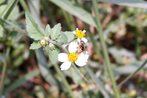 photo of Brues' Mini-digger (Exomalopsis bruesi)