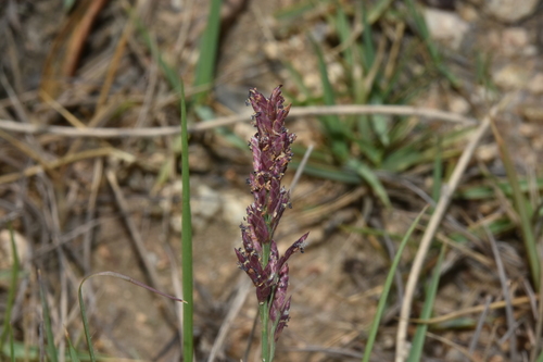 Eragrostis cylindrica · iNaturalist Canada