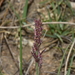Eragrostis cylindrica - Photo (c) 蔣孟, כל הזכויות שמורות, הועלה על ידי 蔣孟