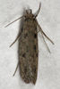 Lindera - Photo (c) Stephen Thorpe, all rights reserved, uploaded by Stephen Thorpe
