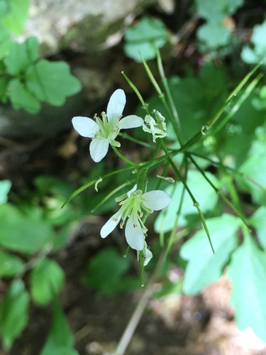Blue Ridge bittercress (Cardamine flagellifera)