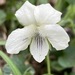 Viola striata - Photo (c) Adrian Sydor, όλα τα δικαιώματα διατηρούνται, uploaded by Adrian Sydor