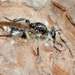 Laphria cinerea - Photo (c) Brad Moon, all rights reserved, uploaded by Brad Moon