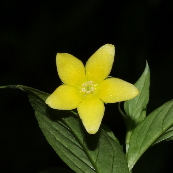 Lysimachia laxa (Lysimachia laxa)