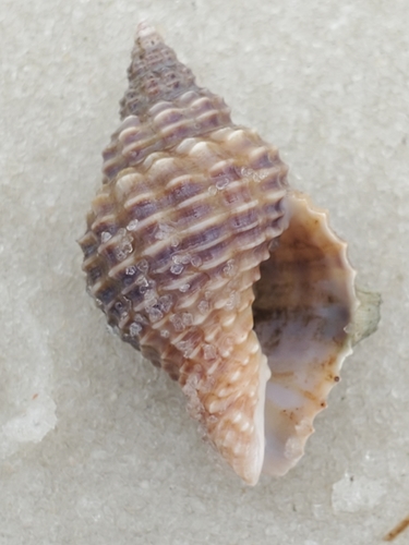 Solenosteira