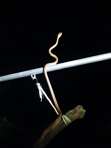 Brown Tree Snake sighting