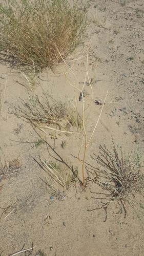 Ferula dubjanskyi