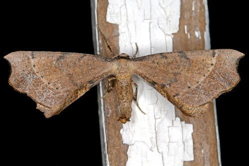 Artiora evonymaria (Denis & Schiffermüller), 1775