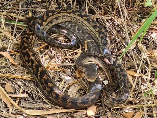 Australian Scrub Python sighting
