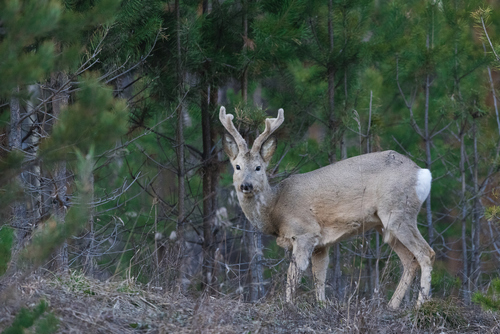 Eastern Roe Deer