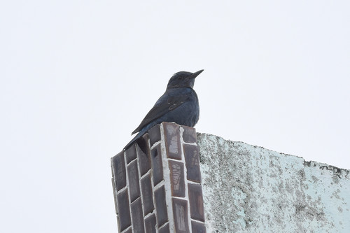 Blue Rock-Thrush