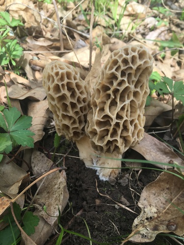 Morchella