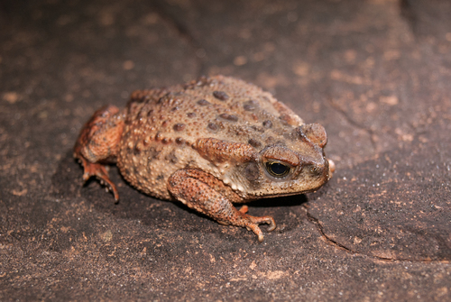 Rusty Toad