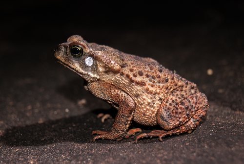 Rusty Toad
