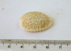 Image of Nucleolaria granulata