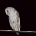 White-winged Barn Owl - Photo (c) Dasiel O. Borroto Escuela, all rights reserved, uploaded by Dasiel O. Borroto Escuela