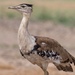Australian Bustard - Photo (c) Trent Townsend, all rights reserved, uploaded by Trent Townsend