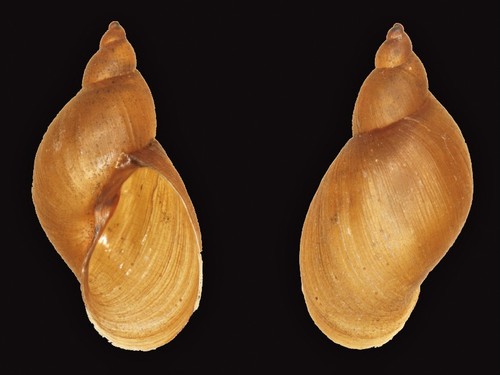 Mimic Lymnaea