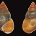 Sentinel Snails - Photo (c) Nelson Miranda, all rights reserved, uploaded by Nelson Miranda