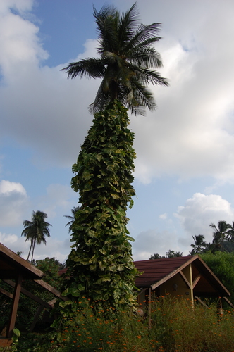 Arecaceae image