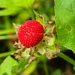 Mock Strawberry - Photo (c) Vanessa Anderson, all rights reserved, uploaded by Vanessa Anderson