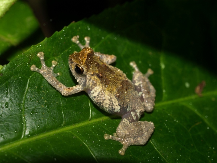 Barbour's Giant Treefrog