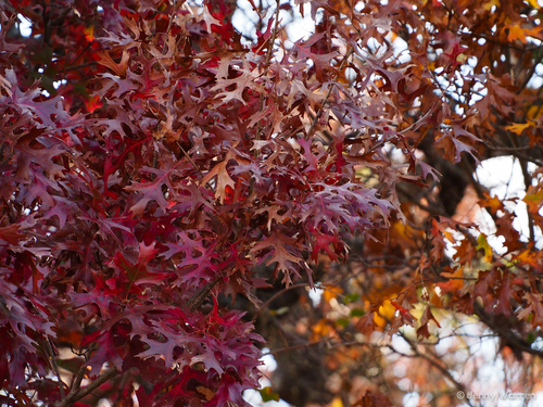 Buckley's oak