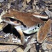 Wilcox's Frog - Photo (c) stevo1, all rights reserved