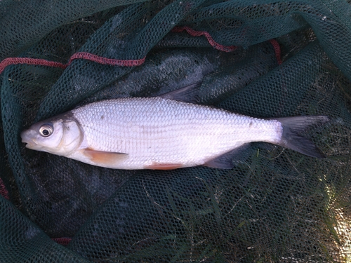 Vimba Bream