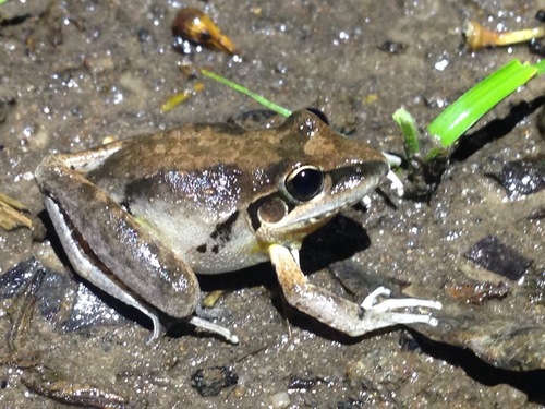 Broad-palmed Rocket Frog