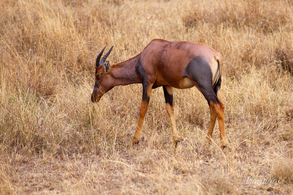 Real skull topi hartebeest | high quality real skull topi heartbeast | Damaliscus lunatus jimela | taxidermy