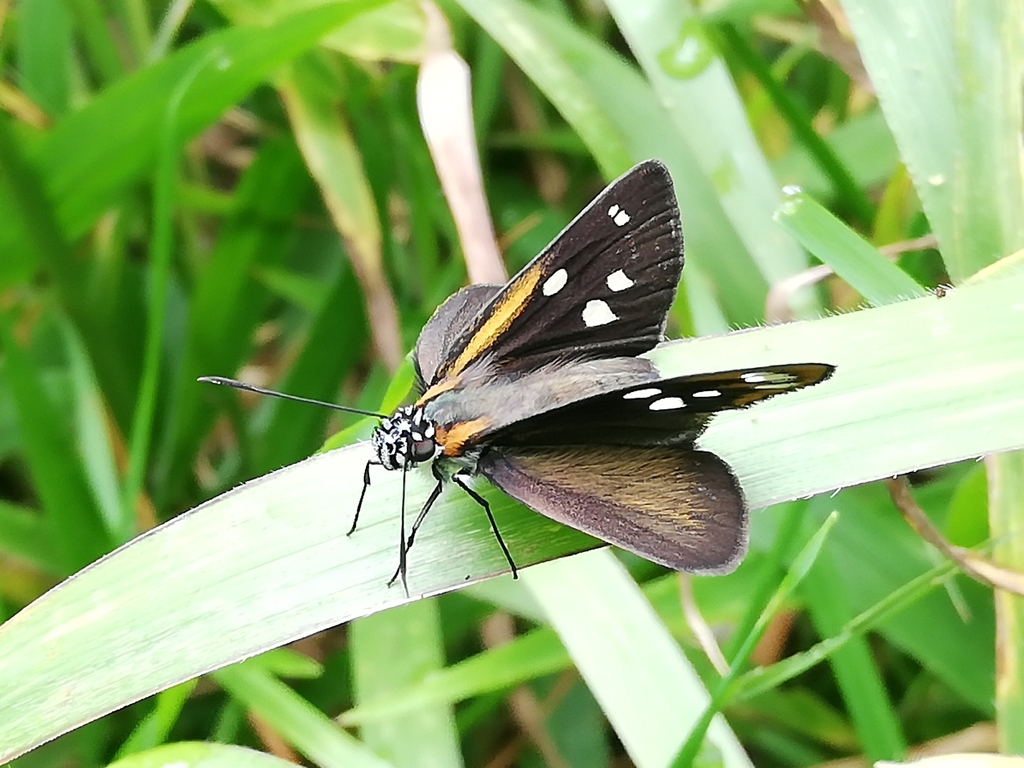 myslippers com price