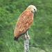 Black-collared Hawk - Photo (c) julianformosa, all rights reserved