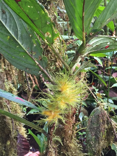 Columnea filifera image
