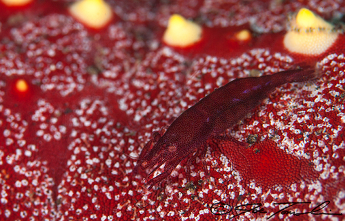 Zenopontonia noverca