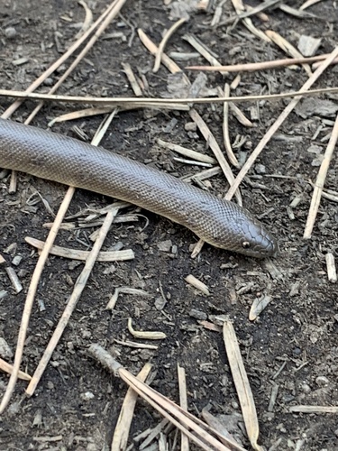 iNaturalist observation photo of Northern Rubber Boa