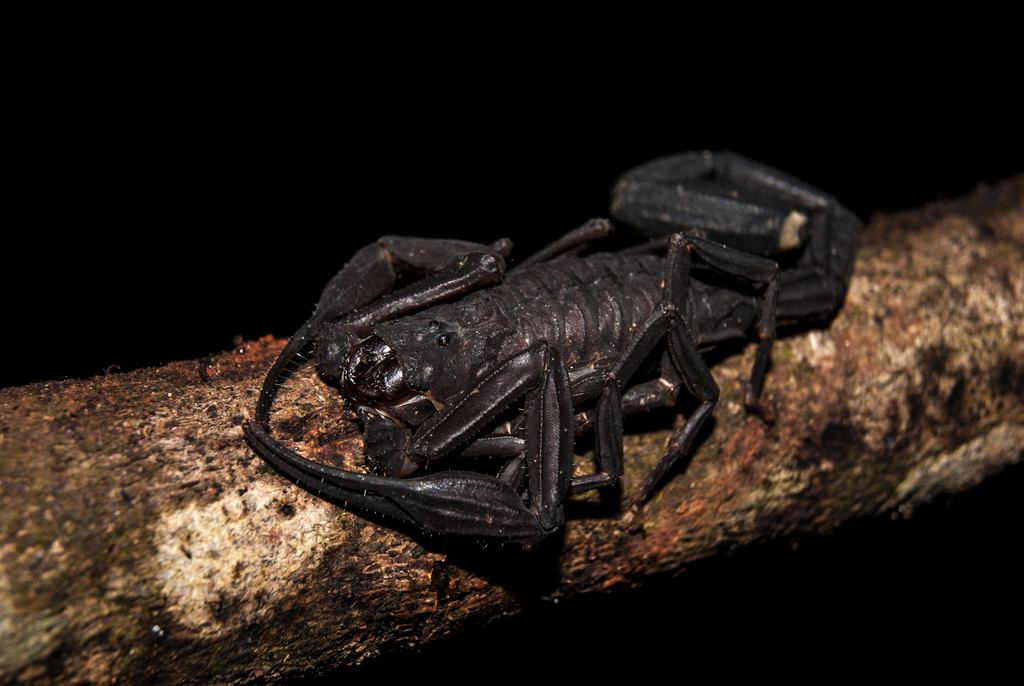 Tityus obscurus from Canaã dos Carajás, PA, 68537-000, Brasil on ...