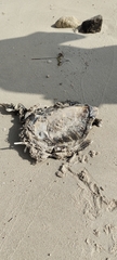 Hawksbill turtle