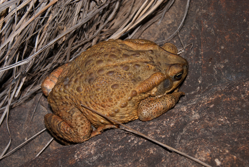 Rusty Toad