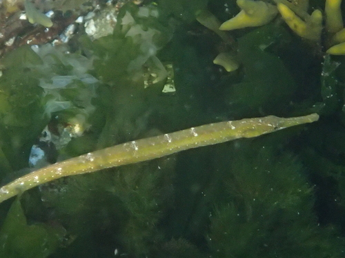 Kelp Pipefish