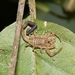 Centruroides schmidti - Photo (c) Chris Benesh, all rights reserved, uploaded by Chris Benesh